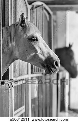 Stock Image - Black and white photo of horse on barn. Fotosearch