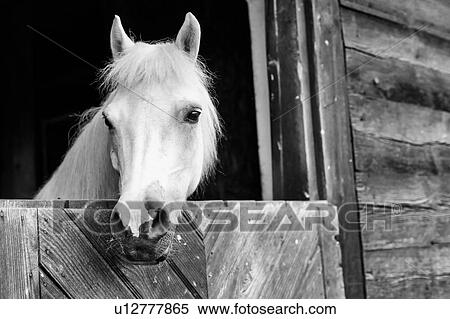 Stock Photography - Black and white photo of horse on barn. Fotosearch