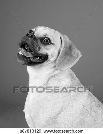Stock Photo - Black and white photo of young adorable happy puggle. Fotosearch