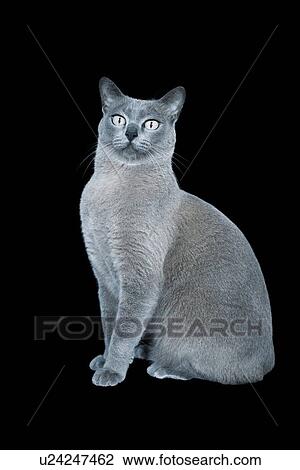 Blue Burmese cat against black background View Large Photo Image Stock Image - Blue Burmese cat against black background. Fotosearch