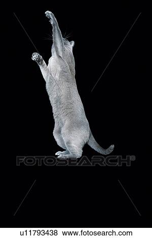 Stock Photo - Blue Burmese cat against black background. Fotosearch