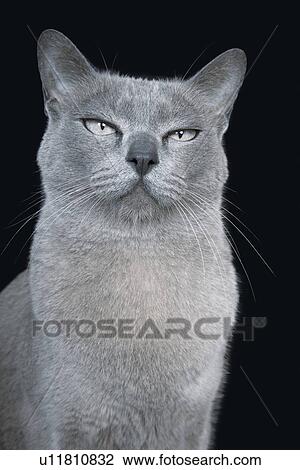 Blue Burmese Cat View Large Photo Image Stock Image - Blue Burmese Cat. Fotosearch