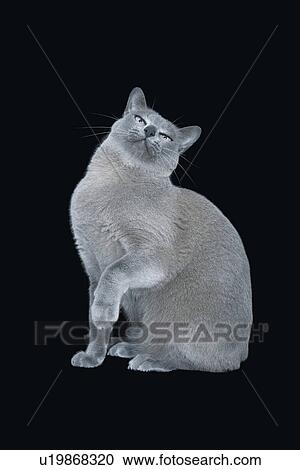 Stock Image - Blue Burmese Cat. Fotosearch