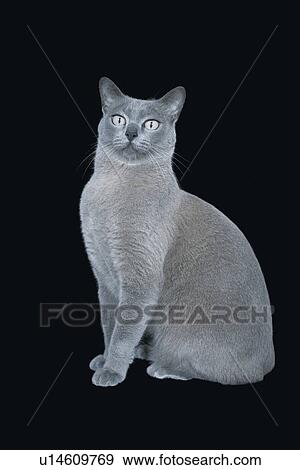 Stock Photo - Blue Burmese Cat. Fotosearch