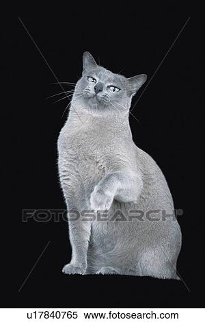 Stock Photography - Blue Burmese Cat. Fotosearch