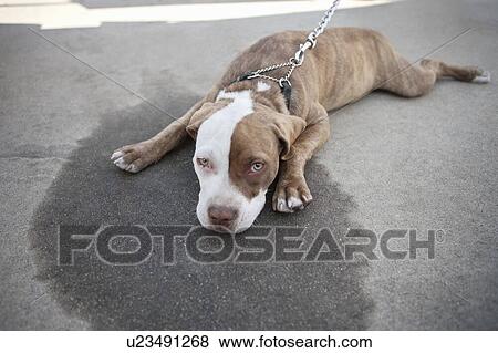 Stock Photo - Bored dog lying on sidewalk. Fotosearch