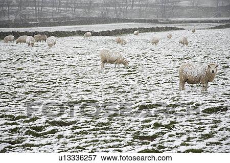 British Snowscapes View Large Photo Image Stock Photo - British Snowscapes. Fotosearch