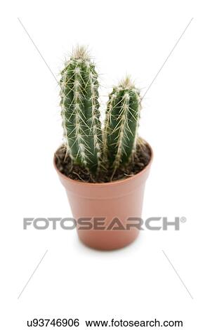 Cactus plant against white background View Large Photo Image Stock Photograph - Cactus plant against white background. Fotosearch