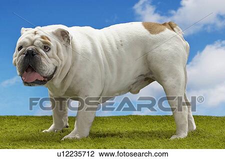 Stock Image - Cats & Dogs 1. Fotosearch