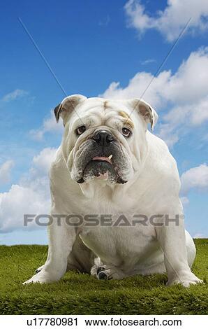 Cats & Dogs 1 View Large Photo Image Stock Image - Cats & Dogs 1. Fotosearch