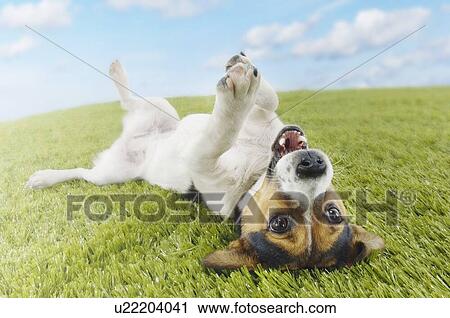 Stock Image - Cats & Dogs 1. Fotosearch