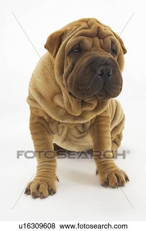 Cats & Dogs 1 View Large Photo Image Stock Photo - Cats & Dogs 1. Fotosearch