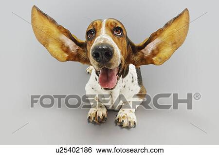 Cats & Dogs 1 View Large Photo Image Stock Photograph - Cats & Dogs 1. Fotosearch