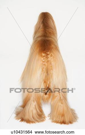Cats & Dogs 2 View Large Photo Image Picture - Cats & Dogs 2. Fotosearch