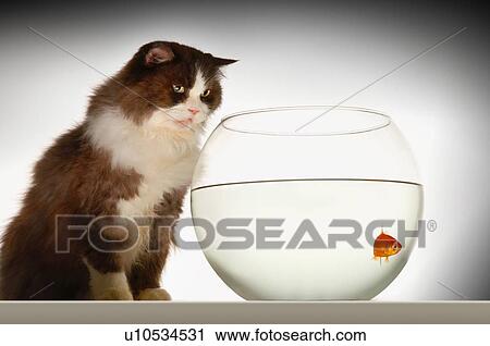 Cats & Dogs 2 View Large Photo Image Stock Image - Cats & Dogs 2. Fotosearch