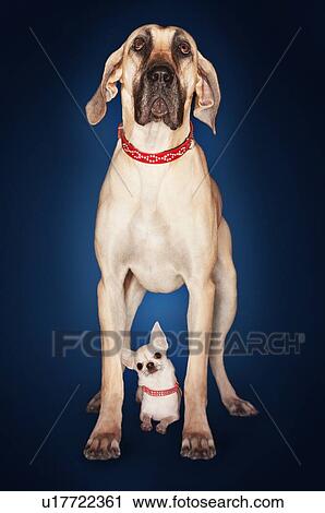 Cats & Dogs 2 View Large Photo Image Stock Image - Cats & Dogs 2. Fotosearch