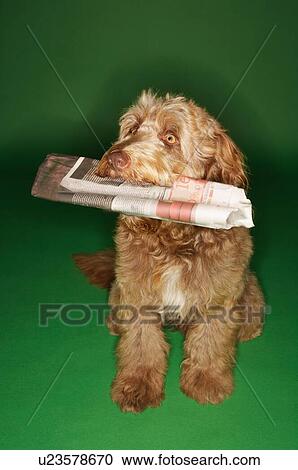 Stock Image - Cats & Dogs 2. Fotosearch