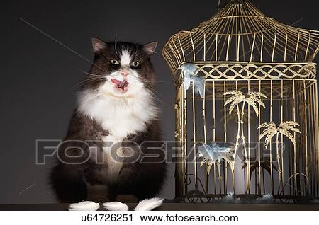 Stock Image - Cats & Dogs 2. Fotosearch