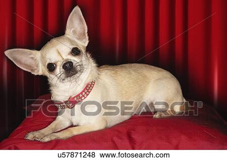 Stock Photo - Cats & Dogs 2. Fotosearch