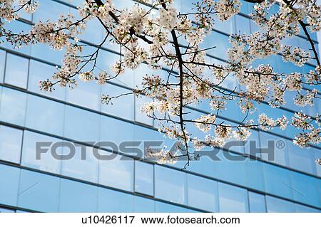 Stock Photo - Cherry Blossoms by Modern Skyscraper. Fotosearch
