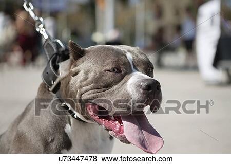 Close-up of a dog panting View Large Photo Image Stock Photo - Close-up of a dog panting. Fotosearch