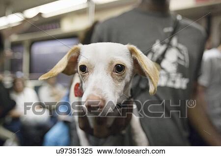 Stock Photography - Close-up of a dog with people in the background. Fotosearch