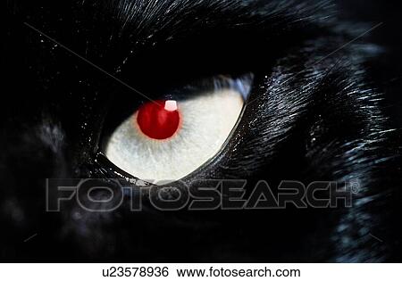 Close up of black cat with red eye View Large Photo Image Stock Photograph - Close up of black cat with red eye. Fotosearch