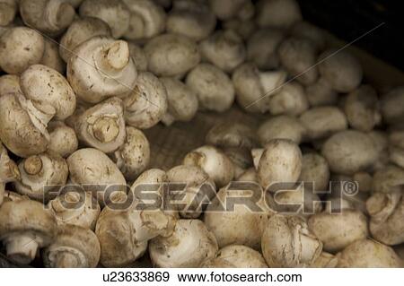Stock Photo - Close-up of button mushrooms in grocery store. Fotosearch