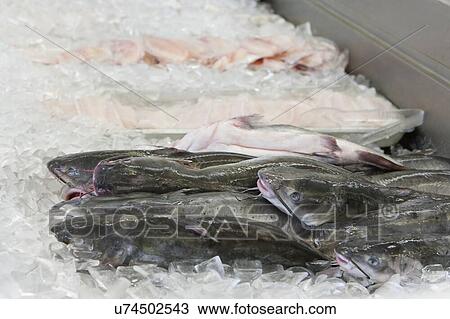 Stock Image - Close-up of cat fish on ice in fish market. Fotosearch