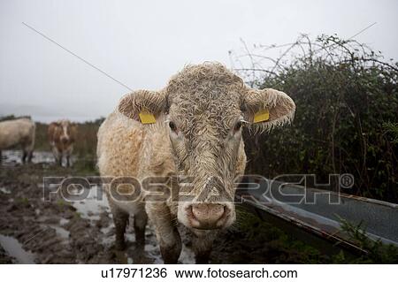 Close-up of Cow in muddy field View Large Photo Image Stock Photograph - Close-up of Cow in muddy field. Fotosearch