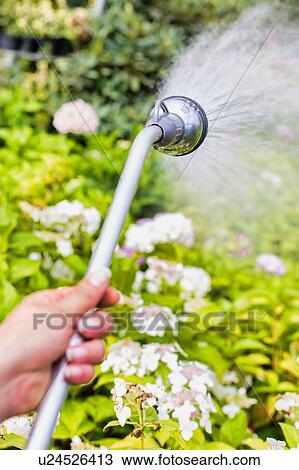 Close up of female gardener watering plants using hose in garden shop View Large Photo Image Stock Image - Close up of female gardener watering plants using hose in garden shop. Fotosearch