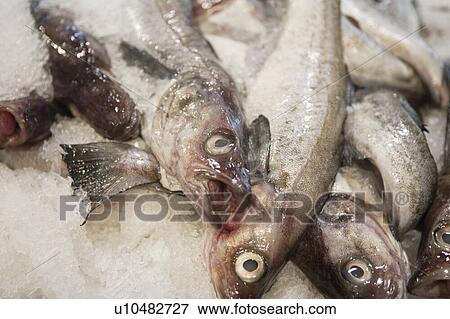 Stock Photo - Close-up of fish in ice. Fotosearch