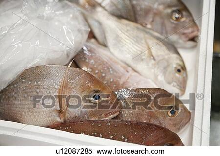 Stock Photography - Close-up of fish in tray and ice package. Fotosearch