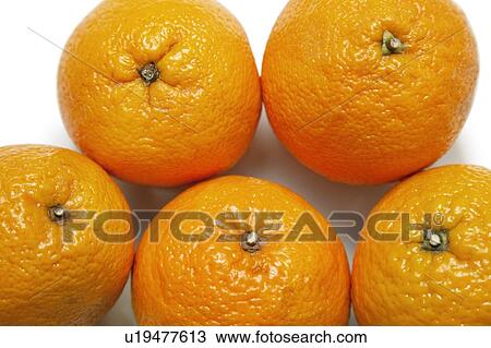 Close-up of fresh oranges over white background View Large Photo Image Stock Image - Close-up of fresh oranges over white background. Fotosearch