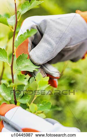 Close up of gardener examining plant leaves View Large Photo Image Stock Photo - Close up of gardener examining plant leaves. Fotosearch