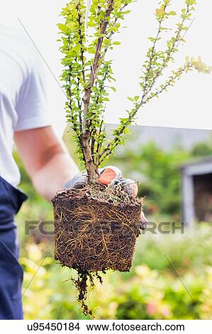 Picture - Close up of gardener showing plant in shop. Fotosearch