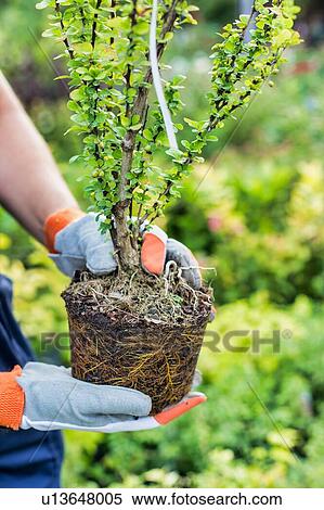 Close up of gardener showing plant in shop View Large Photo Image Stock Photography - Close up of gardener showing plant in shop. Fotosearch