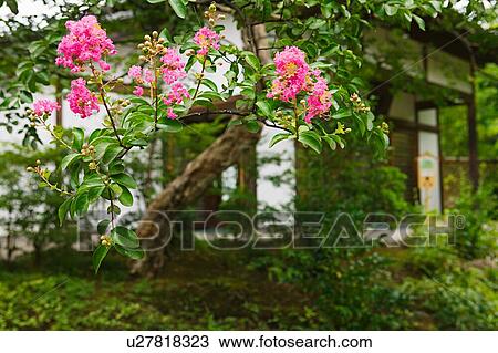 Stock Image - Close up of green plant leaves and flowers in garden. Fotosearch