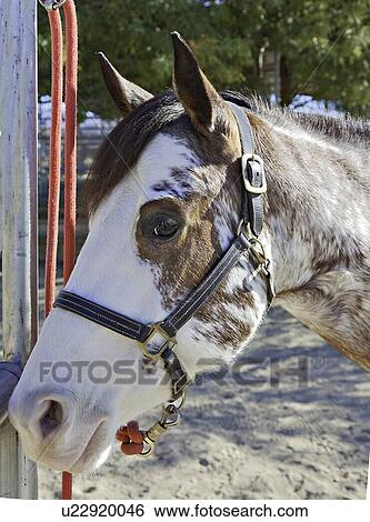 Stock Photograph - Close-up of horse looking at camera. Fotosearch