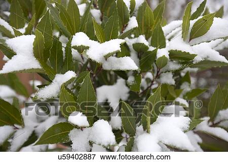 Close up of leaves covered in snow View Large Photo Image Stock Photo - Close up of leaves covered in snow. Fotosearch