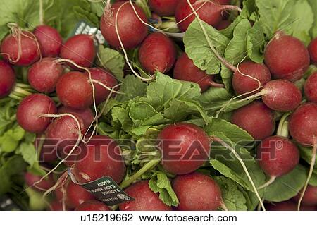 Close-up of raw radish on display in market View Large Photo Image Stock Image - Close-up of raw radish on display in market. Fotosearch