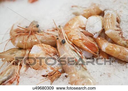 Stock Photo - Close-up of shrimps in ice. Fotosearch