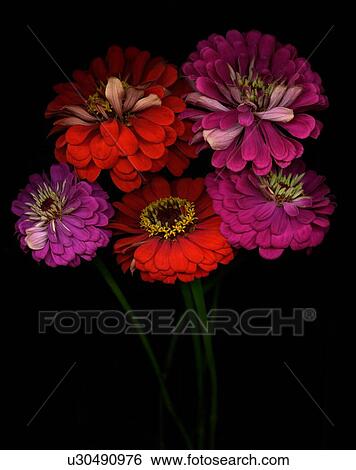 Stock Photograph - Close-up of zinnia flowers studio show. Fotosearch
