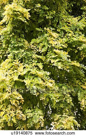 Stock Photography - Close up on green leave on trees. Fotosearch