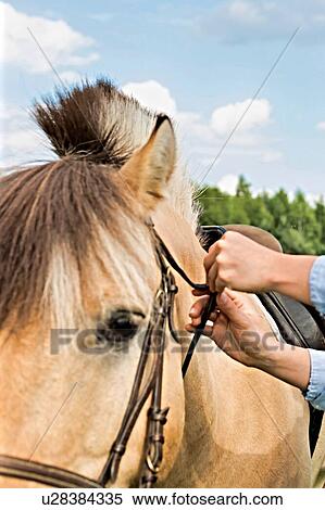 Stock Photography - Close up photo of mature woman adjusting horse bit in ranch. Fotosearch