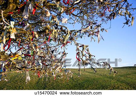 Close-up view of Fairy Tree at Hill of Tara, Ireland View Large Photo Image Picture - Close-up view of Fairy Tree at Hill of Tara, Ireland. Fotosearch
