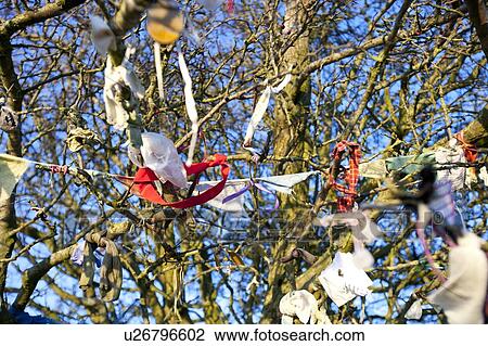 Stock Image - Close-up view of Fairy Tree at Hill of Tara, Ireland with sky in the background. Fotosearch