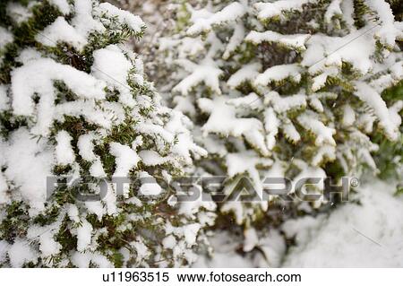 Close-up view of tree branches covered in snow View Large Photo Image Stock Photography - Close-up view of tree branches covered in snow. Fotosearch