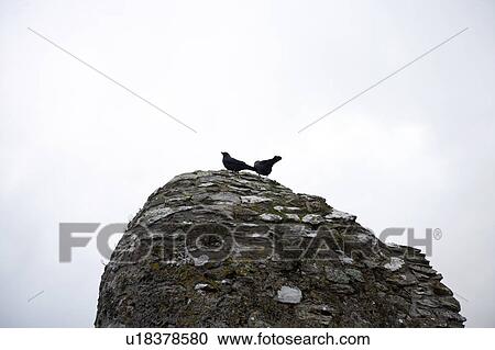 Crows atop Blarney Castle, County Cork, Ireland View Large Photo Image Stock Image - Crows atop Blarney Castle, County Cork, Ireland. Fotosearch