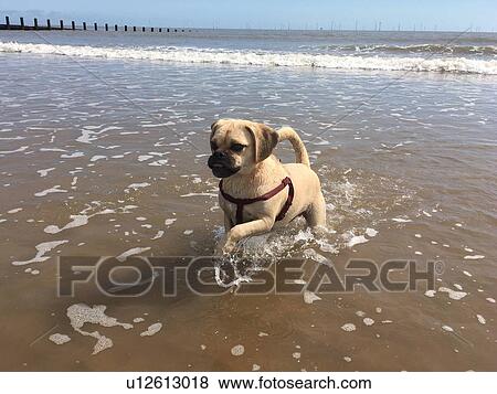 Cute little puggle running and enjoying the beach View Large Photo Image Stock Photo - Cute little puggle running and enjoying the beach. Fotosearch